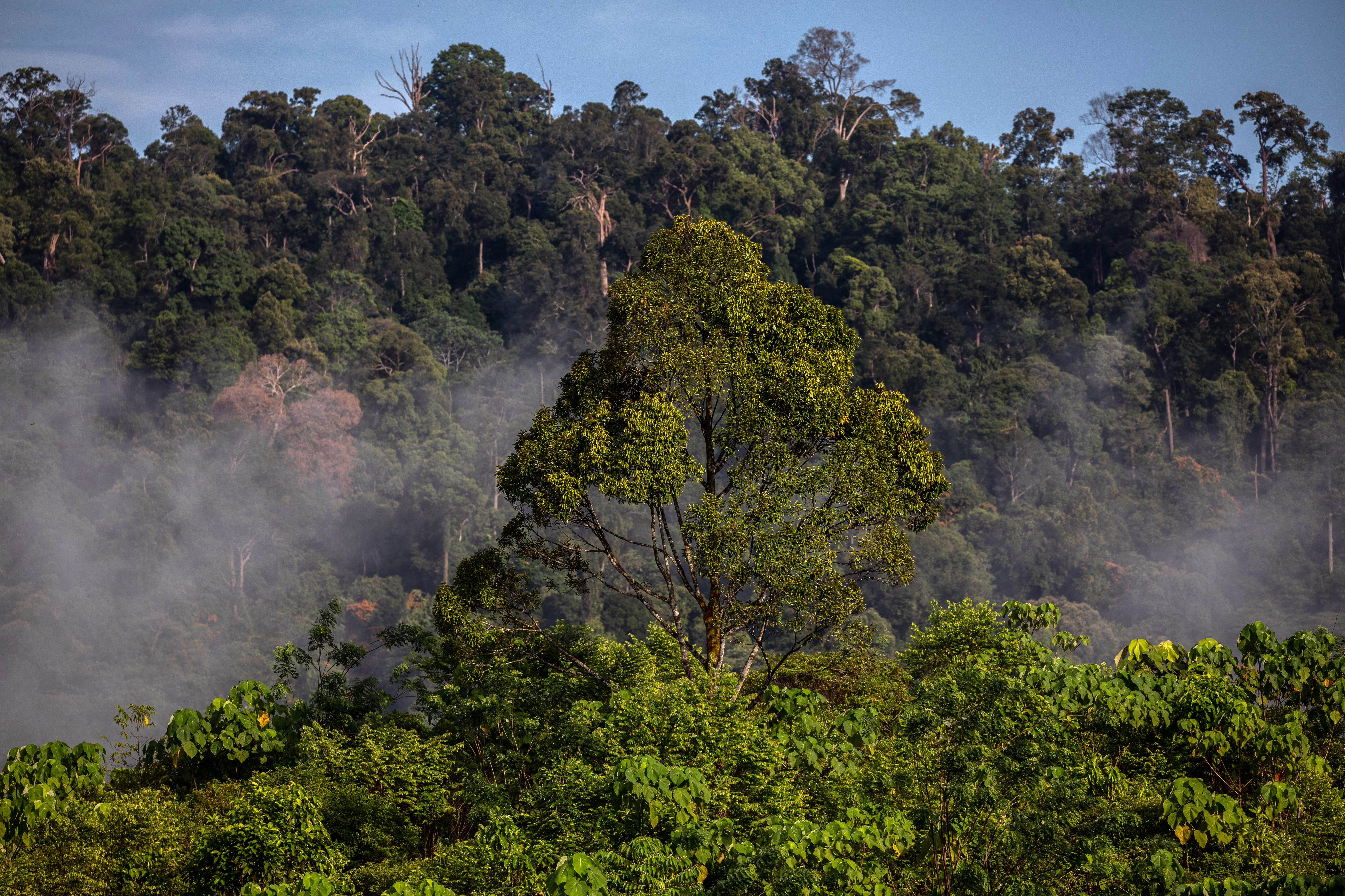 Raising corporate ambition on nature and climate for a net zero future