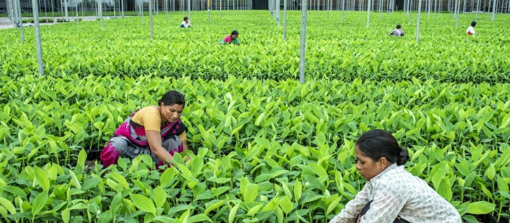 Women organise tissue cultured Banana saplings