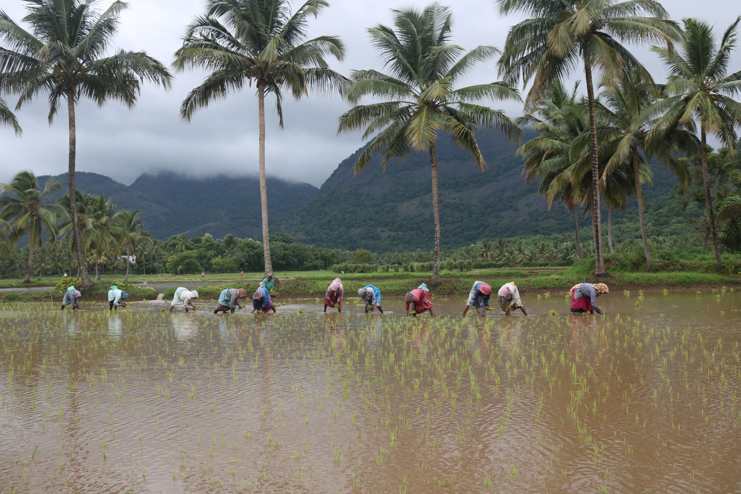 Why Agriculture in India Needs an Inclusive Approach to Secure Food and Livelihoods