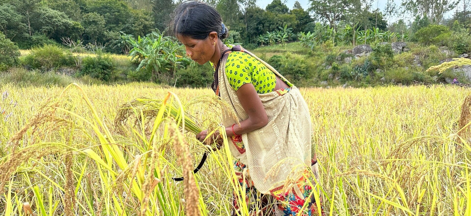 Millets in India’s Past and Future: Women’s tales from the grassroots