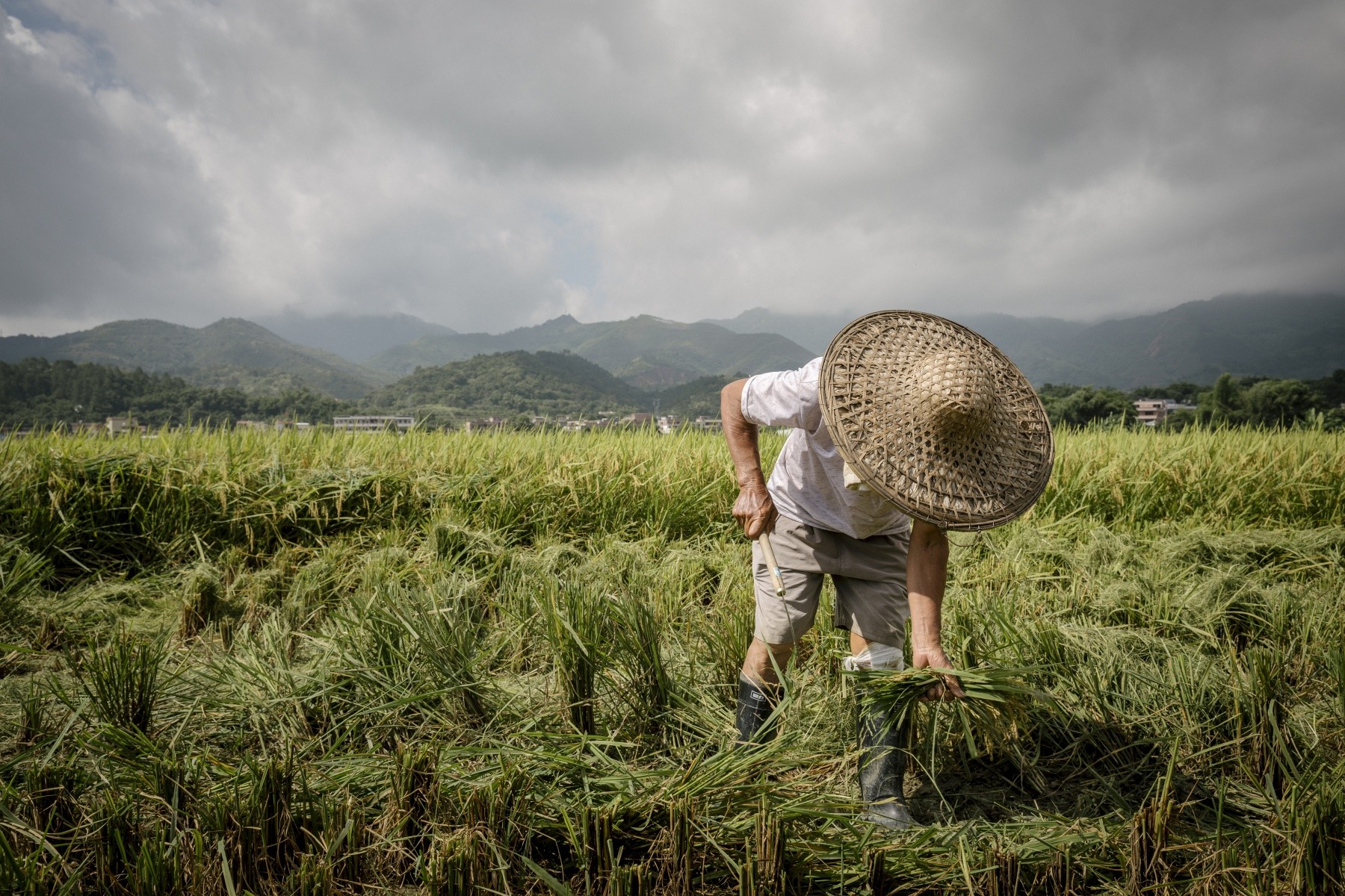 Beyond the fertiliser shock: why food security needs resilient nutrient systems